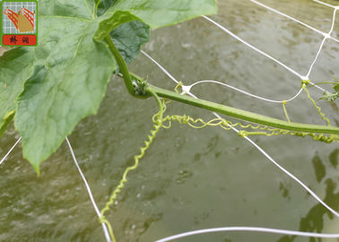 Il reticolato agricolo dei pp per il supporto della pianta, colore bianco COLPISCE reticolato di plastica della maglia